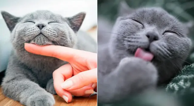 La alergia se produce por un componente que tienen en la saliva y esparcen en su pelaje al lavarse. La alergia se produce por un componente que tienen en la saliva y esparcen en su pelaje al lavarse.