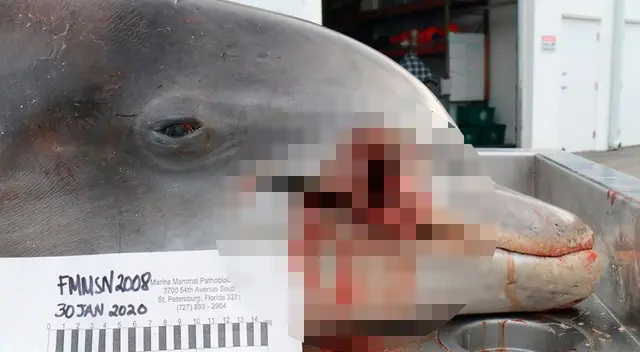 Los casos representan actos consecutivos de brutalidad contra los cetáceos Los casos representan actos consecutivos de brutalidad contra los cetáceos