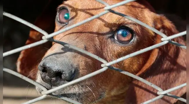 El sujeto justificó la tenencia de los animales afirmando que se dedicaba a buscarles hogar