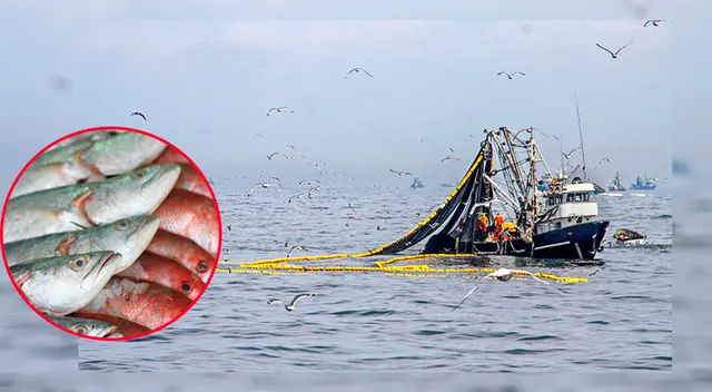 Pescados y demás productos ya no irán hacia China Pescados y demás productos ya no irán hacia China