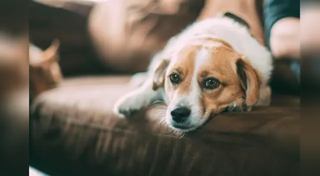 De esa manera podremos ayudarlos cuando se queden solos.