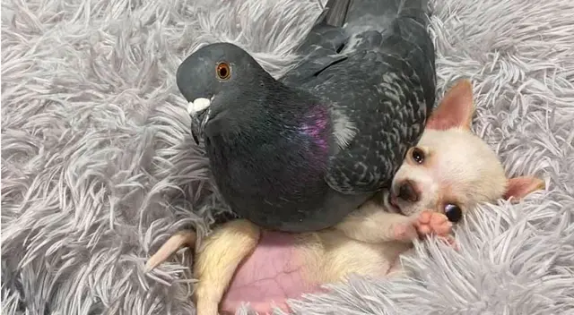 La paloma es como una madre para el pequeño can.
