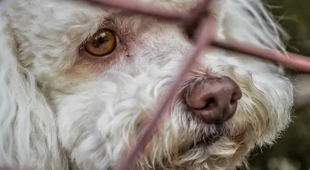 El sujeto podría pasar al menos dos años en prisión.