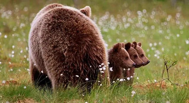 Osos bailando causan sensación en redes sociales Osos bailando causan sensación en redes sociales
