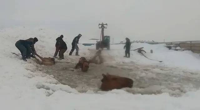 Los rescatistas utilizaron un camión grúa para sacar del hielo a los caballos Los rescatistas utilizaron un camión grúa para sacar del hielo a los caballos