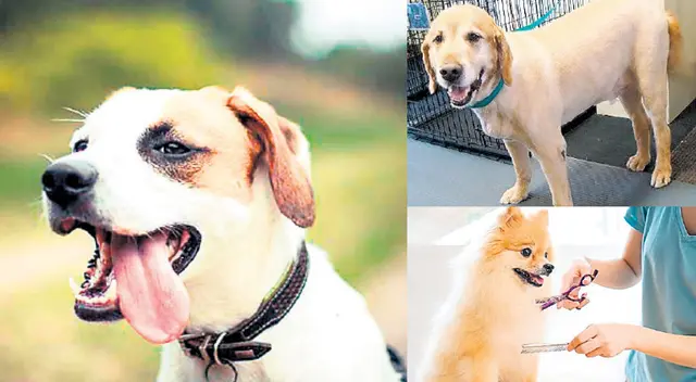 Si le cortas todo el pelo generarás un desequilibrio a nivel biológico. Si le cortas todo el pelo generarás un desequilibrio a nivel biológico.