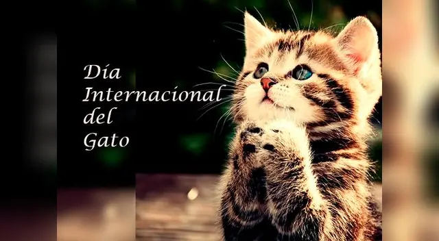 Día del gato Día del gato