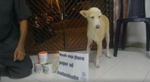 El can vivía en las calles y se encontraba con heridas y tumores. El can vivía en las calles y se encontraba con heridas y tumores.