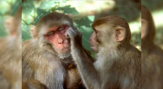 Los monos pertenecían a la especie macaco Rhesu Los monos pertenecían a la especie macaco Rhesu