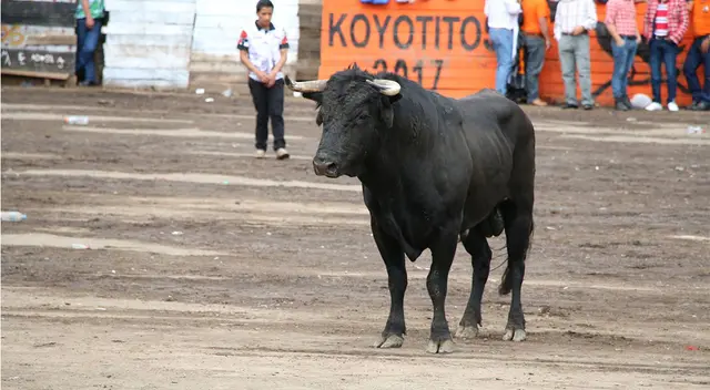 Queda infundada la prohibición la Corrida de toros