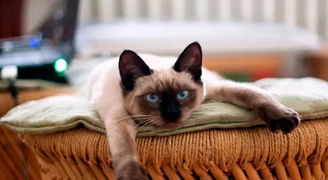 Gata con el nombre de  'Violet' tras el tierno mensaje de la niña, al poco tiempo consigue una nueva dueña.