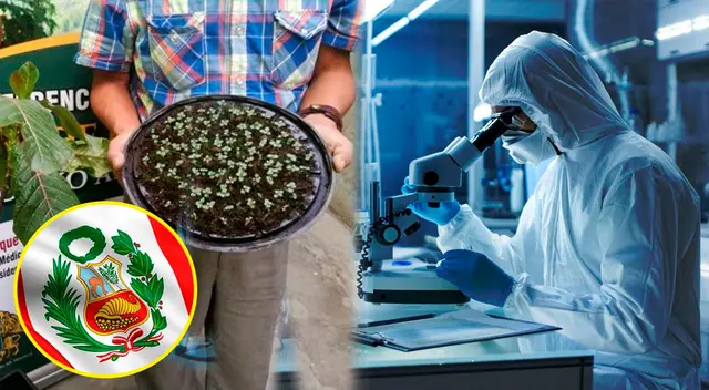 Las virtudes de la quina fueron reconocidas en Europa a partir de 1631.