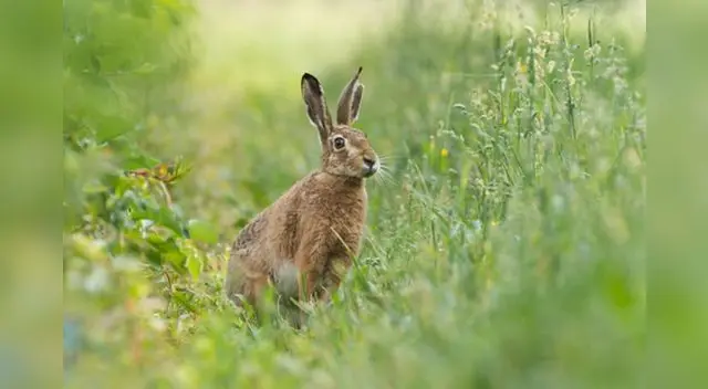 Ambas liebres protagonizaron un enfrentamiento en el parque Nacional Katon-Karagay.