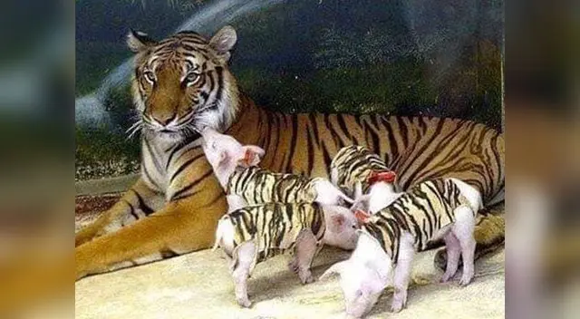 Tigresa adoptó cerditos suplantando a lo cachorros que perdió