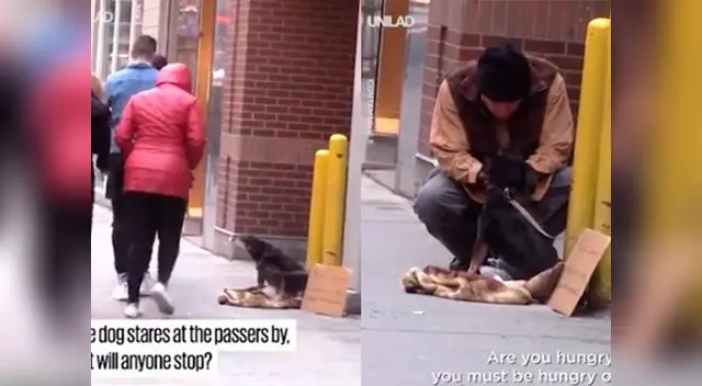 Animal buscaba la atención de alguna persona pero nadie lo acogió Animal buscaba la atención de alguna persona pero nadie lo acogió