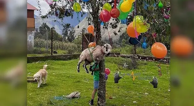Cuelgan a un carnero como premio de yunza en el Cusco