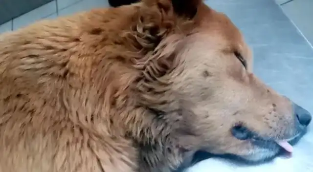 La policía aún no ha logrado detener a los culpables de la violación contra el indefenso animal. La policía aún no ha logrado detener a los culpables de la violación contra el indefenso animal.