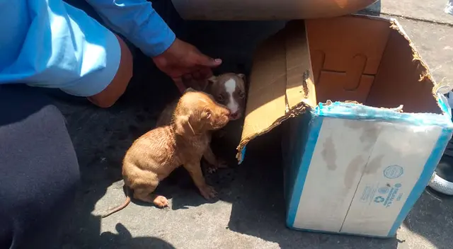 Perritas rescatadas en Surco. Perritas rescatadas en Surco.