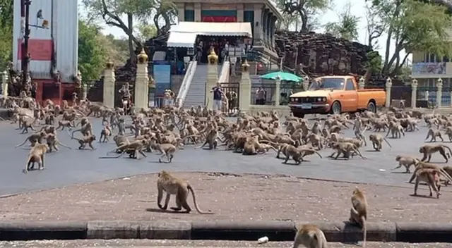 El caos comienza cuando uno de ellos logra conseguir un plátano El caos comienza cuando uno de ellos logra conseguir un plátano