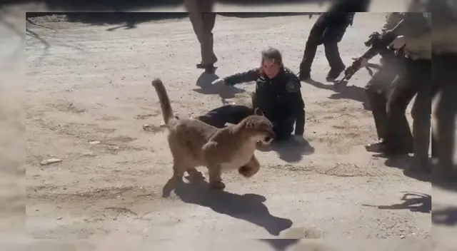 El puma mordió en el hombro a la oficial del condado de Larimer, Estados Unidos. El puma mordió en el hombro a la oficial del condado de Larimer, Estados Unidos.