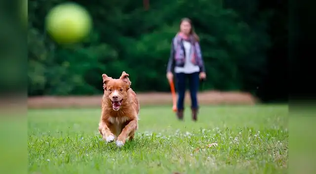La ministra del Ambiente alertó a la población y pidió que cumplan con la orden del aislamiento social obligatorio. La ministra del Ambiente alertó a la población y pidió que cumplan con la orden del aislamiento social obligatorio.
