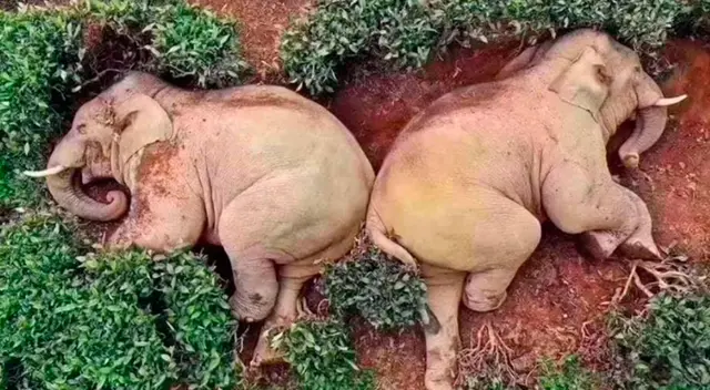 Estos mamíferos fueron pillados por los dueños de la granja. Estos mamíferos fueron pillados por los dueños de la granja.