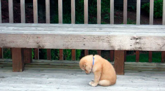 La reacción del perrito ha conmovido a todos en las redes sociales La reacción del perrito ha conmovido a todos en las redes sociales