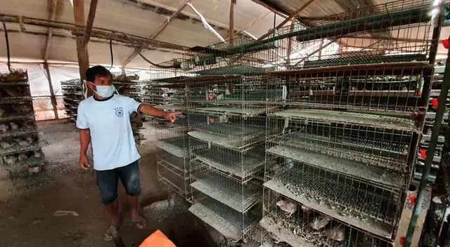 Autoridades ayudan al criador de codorniz Autoridades ayudan al criador de codorniz