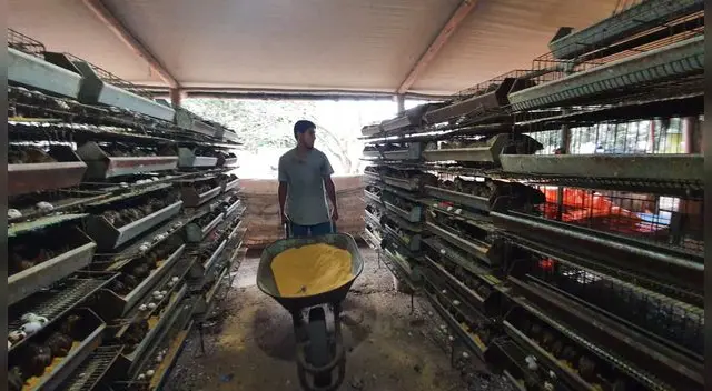 Autoridades ayudan al criador de codorniz Autoridades ayudan al criador de codorniz