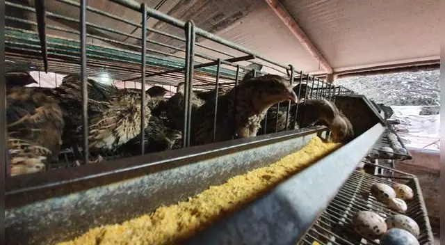 Autoridades ayudan al criador de codorniz Autoridades ayudan al criador de codorniz