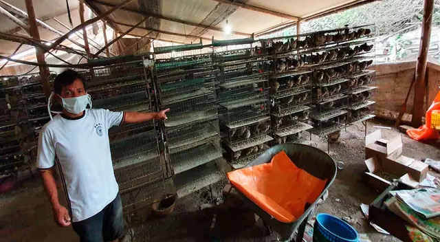 Richard Huaraca, criador de codornices. Richard Huaraca, criador de codornices.