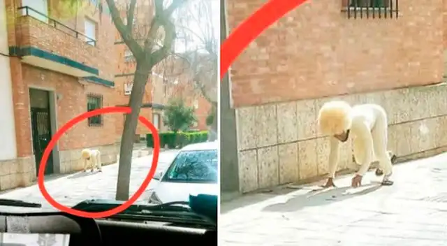 El hombre no tuvo mejor idea que disfrazarse de perro para evadir la cuarentena
