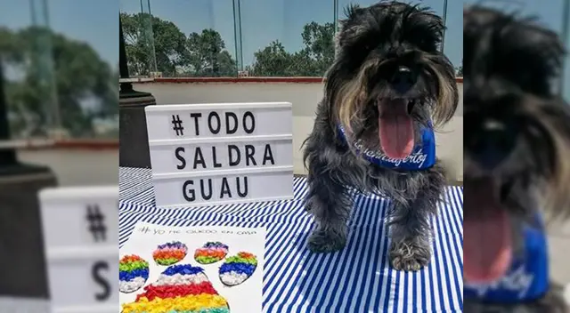 Conoce cuáles son los beneficios de tener una mascota durante este Estado de Emergencia. Conoce cuáles son los beneficios de tener una mascota durante este Estado de Emergencia.