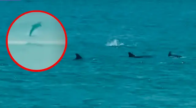 “La naturaleza está recuperando espacios que el ser humano le había arrebatado”, indicó José Alvarez Alonso, director general de Diversidad Biológica del (Minam).