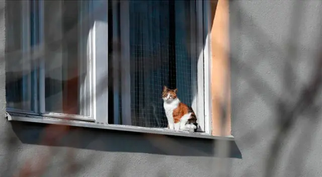 Según reporto su dueño, el gatito tenía los síntomas del coronavirus. Según reporto su dueño, el gatito tenía los síntomas del coronavirus.