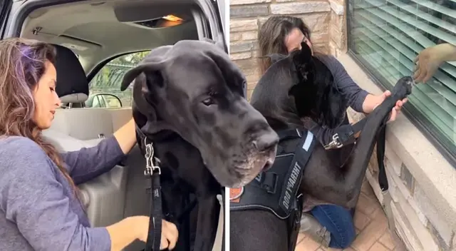 Los pacientes se llenan de gran felicidad cada vez que Tonka los visita. Los pacientes se llenan de gran felicidad cada vez que Tonka los visita.