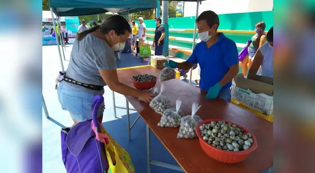 Criador de codornices Criador de codornices