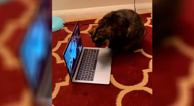 Gato se volvió viral por su tierna reacción Gato se volvió viral por su tierna reacción