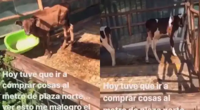 Cuarentena: Denuncian que animales de granja de Plaza Norte están en abandono