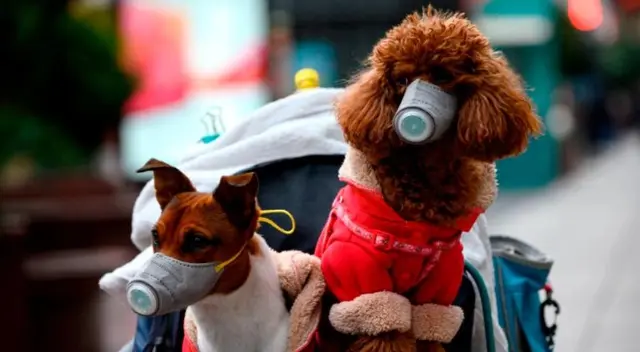 La orden francesa de veterinarios brindó recomendaciones a los dueños de las mascotas. La orden francesa de veterinarios brindó recomendaciones a los dueños de las mascotas.