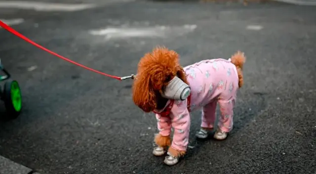 La orden francesa de veterinarios brindó recomendaciones a los dueños de las mascotas. La orden francesa de veterinarios brindó recomendaciones a los dueños de las mascotas.
