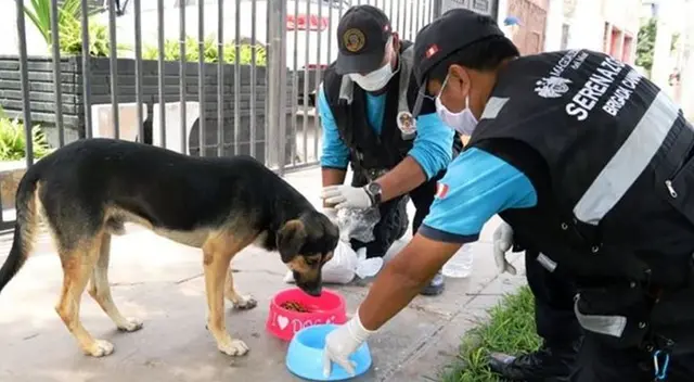 Serenos alimentan a perritos de la calle. Serenos alimentan a perritos de la calle.