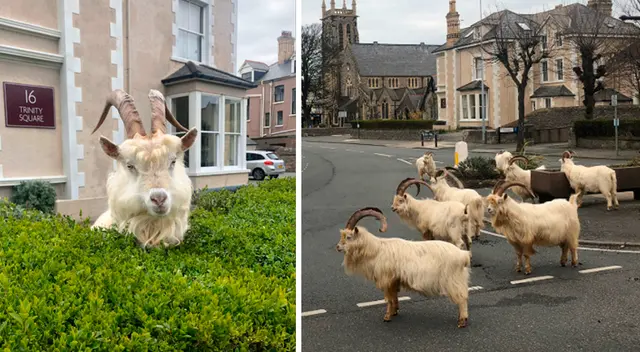 ¡Cabras a la vista! En ocasiones, los ciudadanos solo veían de lejos a las cabras andar.