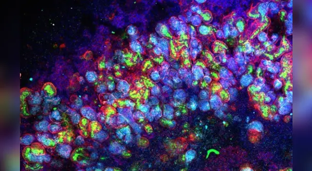 Imagen de microscopía confocal de un organoide de riñón generado in vitro a partir de células madre pluripotentes humanas.