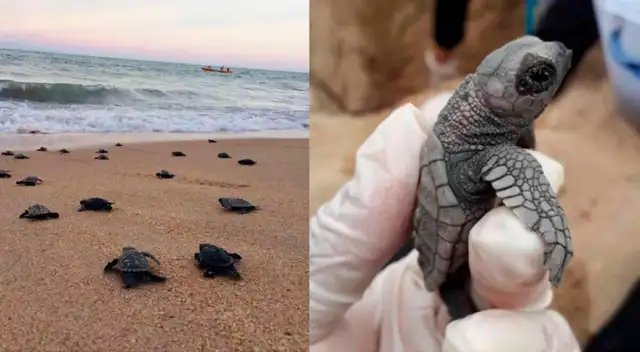 El 22 de marzo estas tortuguitas marinas rompieron el cascaron y ahora lograron llegar al mar.