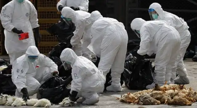 La influenza aviar H5N6 es altamente infecciosa y puede trasmitirse a humanos.