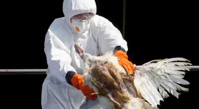 El Gobierno de Filippinas ha iniciado el sacrificio de aves.