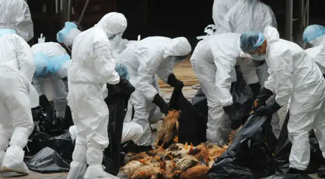 La influenza aviar H5N6 es altamente infecciosa y puede trasmitirse a humanos.
