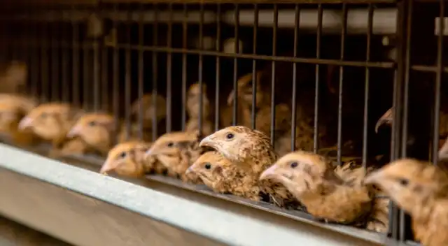 La gripe aviar H5N6 fue detectada en una granja de codornices de Filipinas.