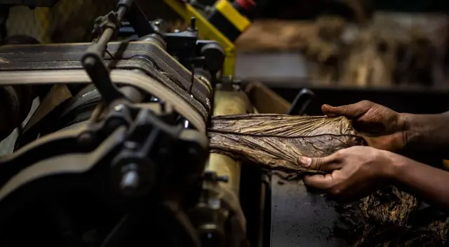 Usan las hojas de tabaco para encontrar vacuna Usan las hojas de tabaco para encontrar vacuna